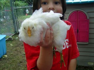 64662_chicks5weeks_030.jpg