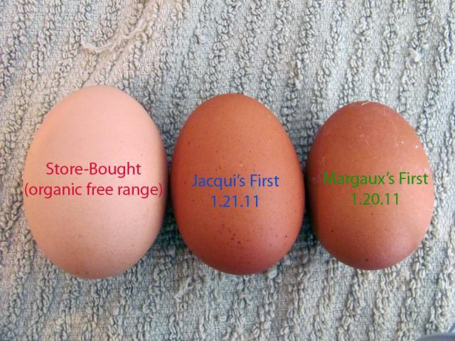 64712_eggs_comparison.jpg