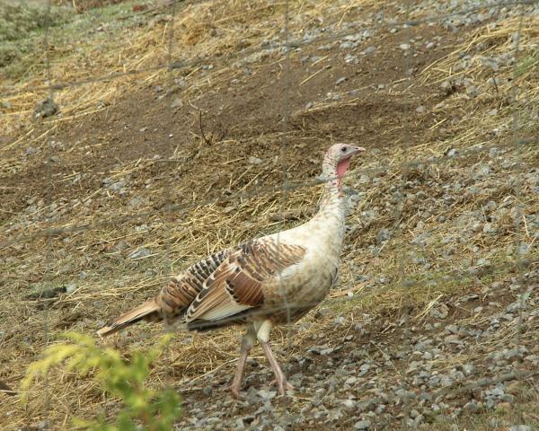 6471_chicken_party_002.jpg