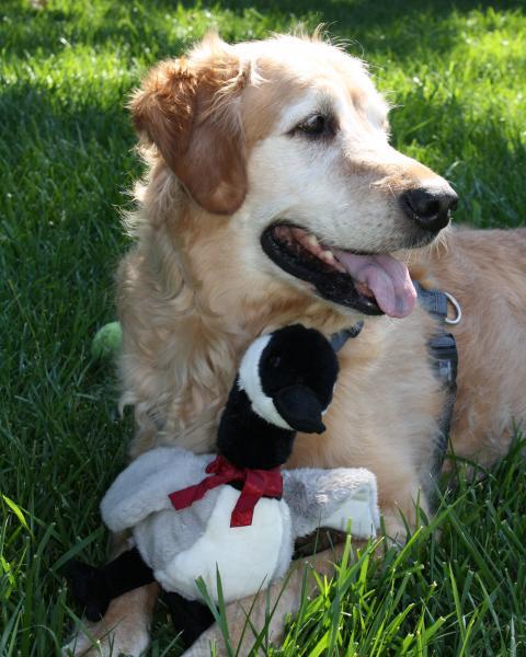 6471_jake_duck_8x10.jpg