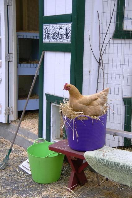 Funny chicken pictures! Page 6 BackYard Chickens