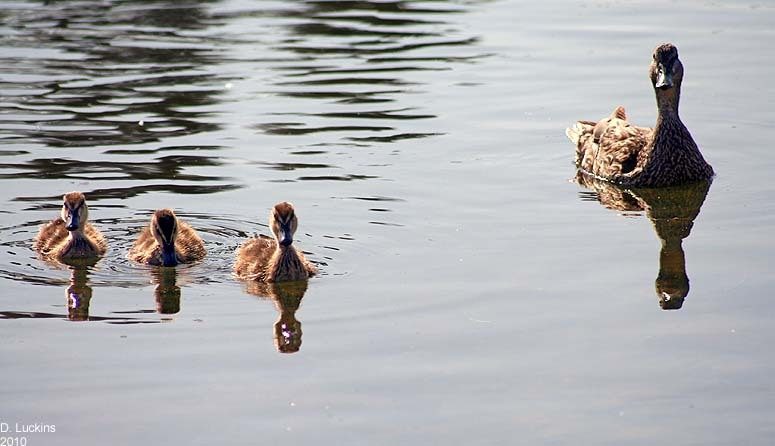 64797_2weekoldducklings.jpg