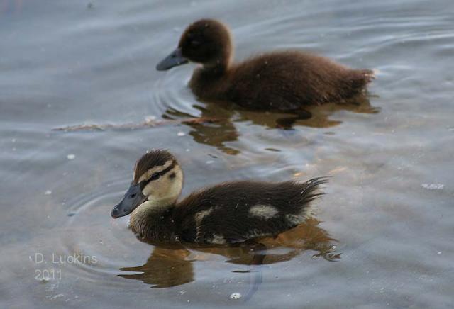 64797_black_and_regular_duckling_0506.jpg