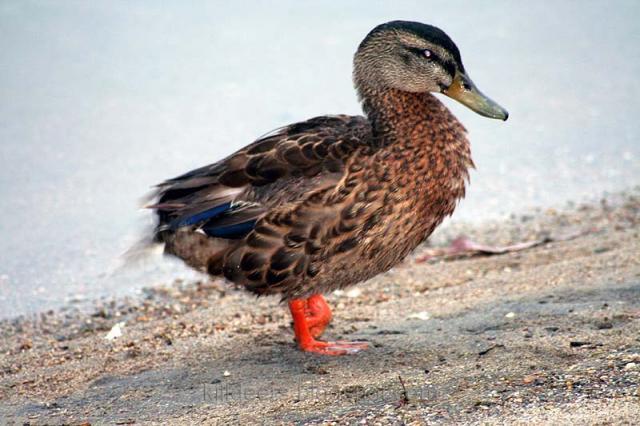 64797_crippledduck1.jpg
