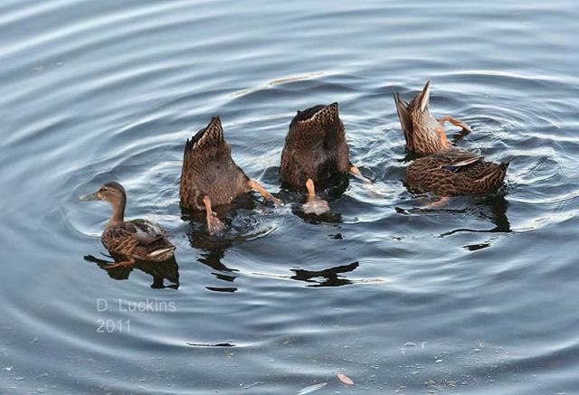 64797_duck_butts_0829.jpg