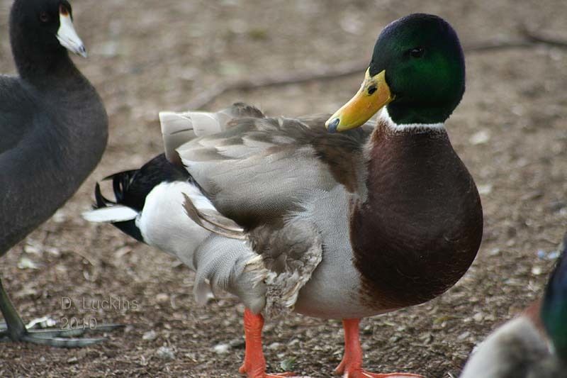 64797_poorduck1217.jpg