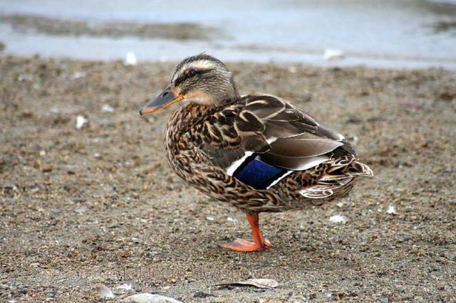 64797_youngduck0811.jpg