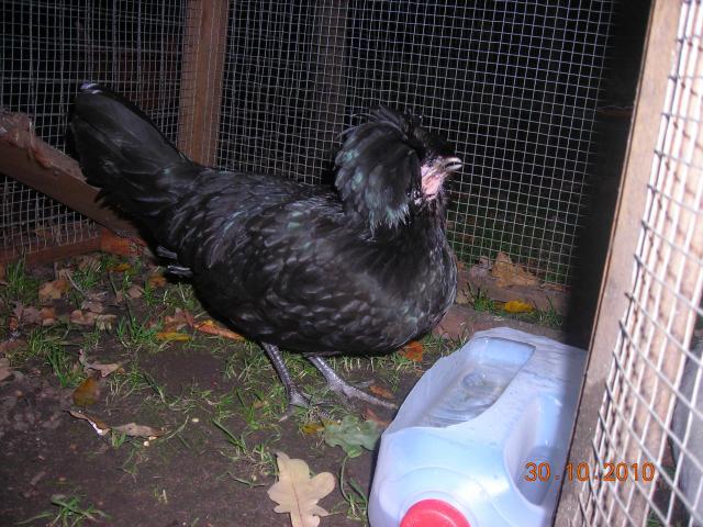 64823_chicken_or_roo_015.jpg