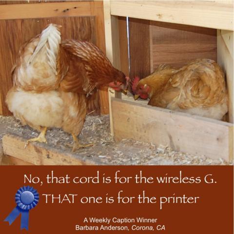 64832_april_13_2011_workday_chickens.jpg