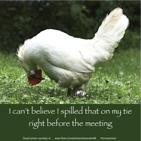 64832_april_14_2011_workday_chickens.jpg