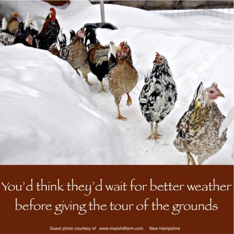64832_april_25_2011_workday_chicken.jpg