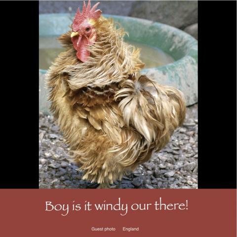 64832_april_26_2011_workday_chicken.jpg