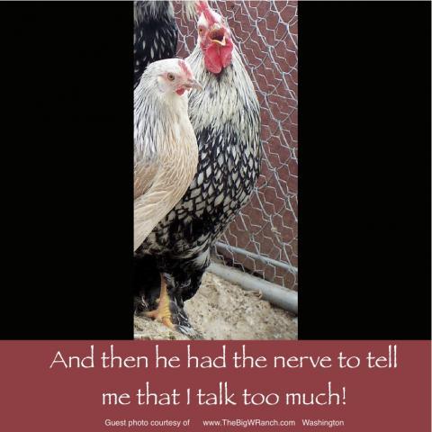 64832_august_8_2011_workday_chicken.jpg