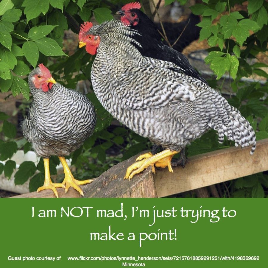 64832_december_1_2011_workday_chicken.jpg