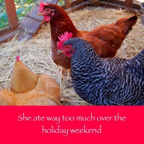 64832_december_27_2010_workday_chicken.jpg