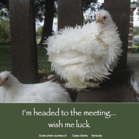 64832_december_8_2011_workday_chicken.jpg