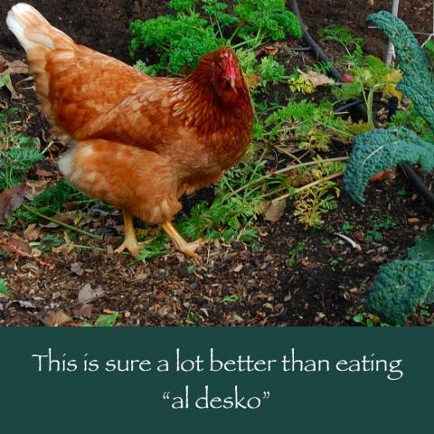 64832_february_11_2011_workday_chicken.jpg