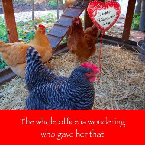 64832_february_14_2011_workday_chicken.jpg