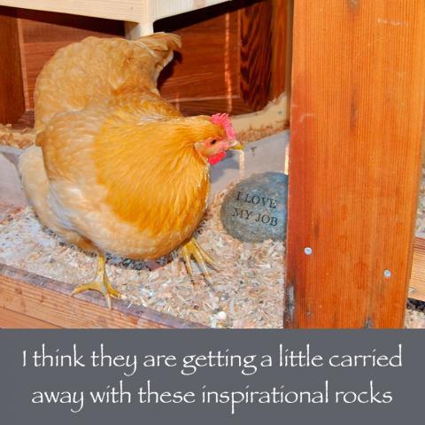64832_february_17_2011_workday_chicken.jpg