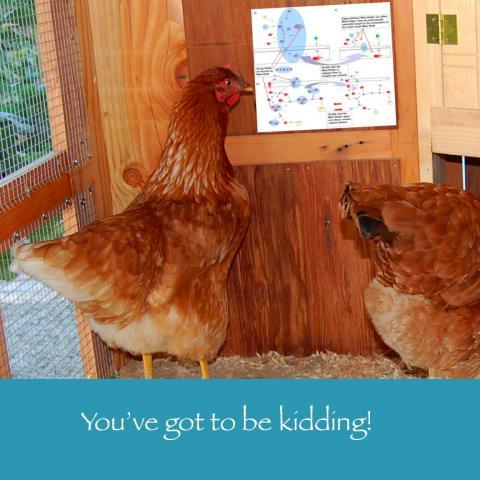 64832_february_24_2011_workday_chicken.jpg