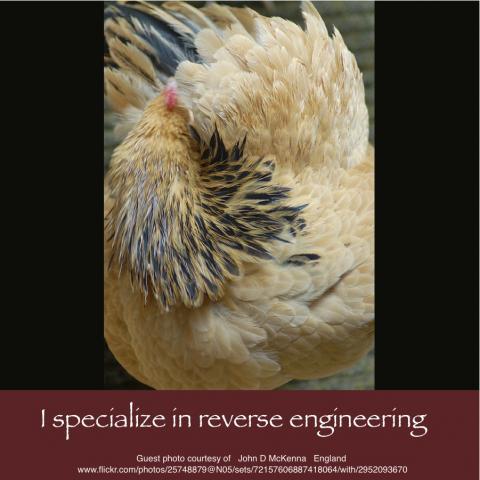 64832_july_18_2011_workday_chicken.jpg