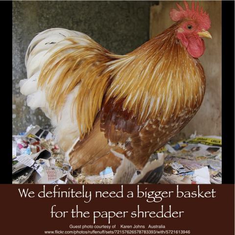 64832_july_8_2011_workday_chicken.jpg