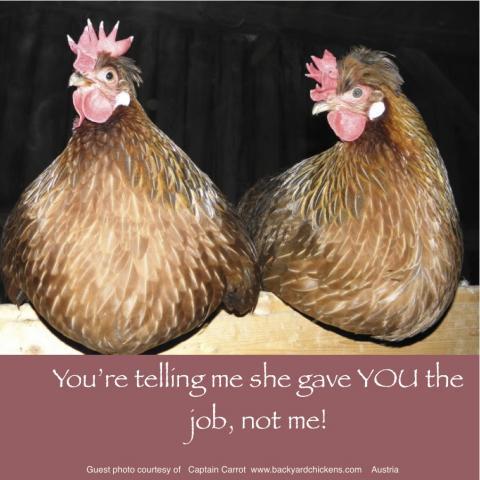64832_june_16_2011_workday_chicken.jpg