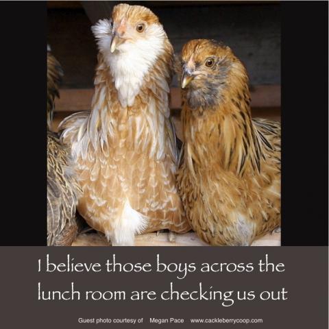 64832_march_14_2011_workday_chickens.jpg