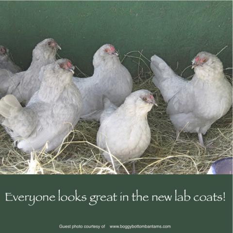 64832_march_15_2011_workday_chickens.jpg
