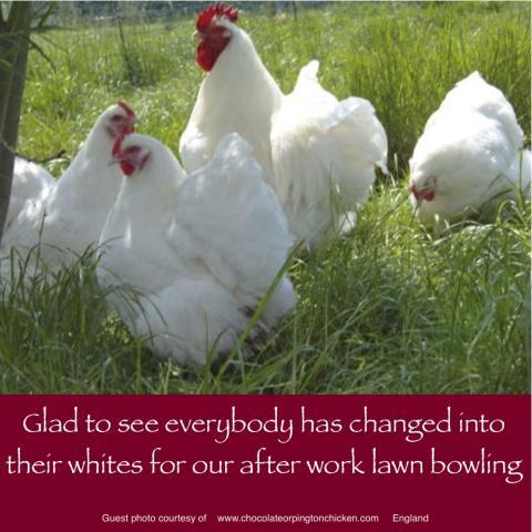64832_march_18_2011_workday_chickens.jpg