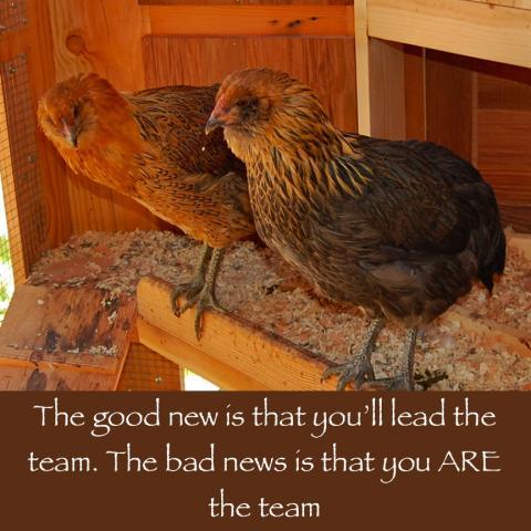 64832_march_1_2011_workday_chickens.jpg
