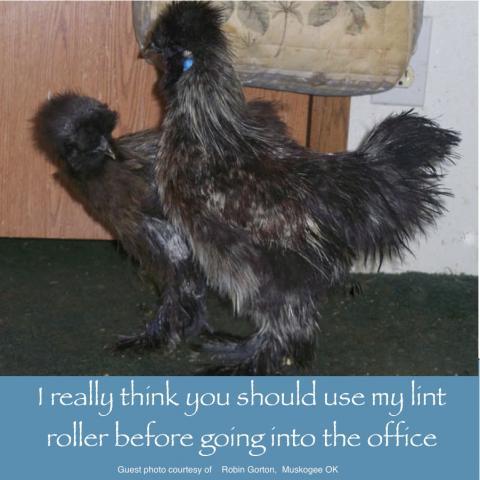 64832_march_21_2011_workday_chickens.jpg
