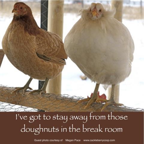 64832_march_22_2011_workday_chickens.jpg