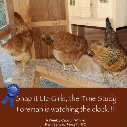64832_march_23_2011_workday_chickens.jpg