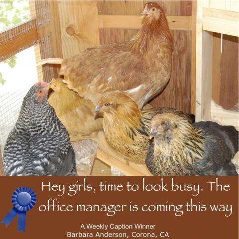 64832_march_30_2011_workday_chickens.jpg