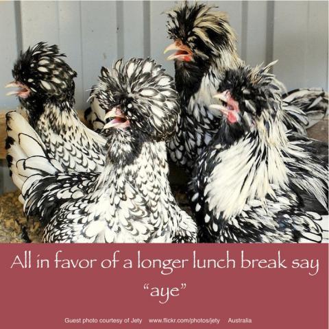 64832_march_31_2011_workday_chickens.jpg