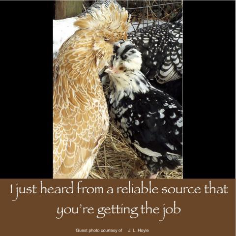 64832_may_23_2011_workday_chicken.jpg