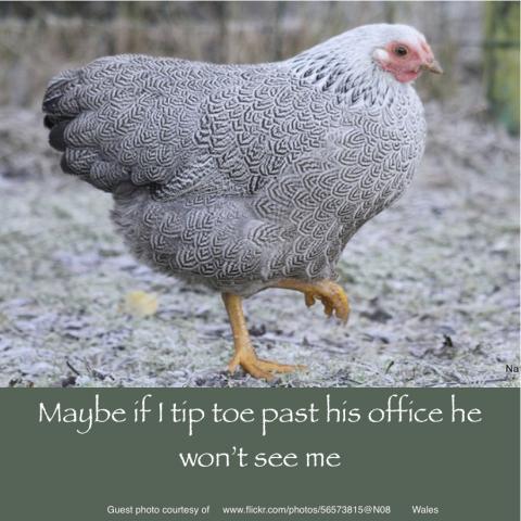 64832_may_9_2011_workday_chicken.jpg