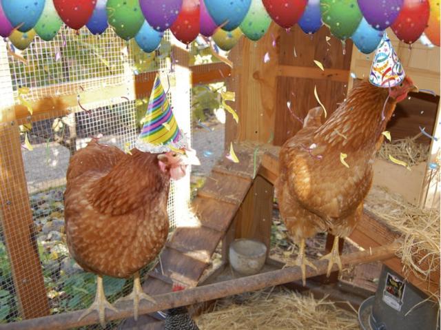 64832_new_years_eve_chickens.jpg