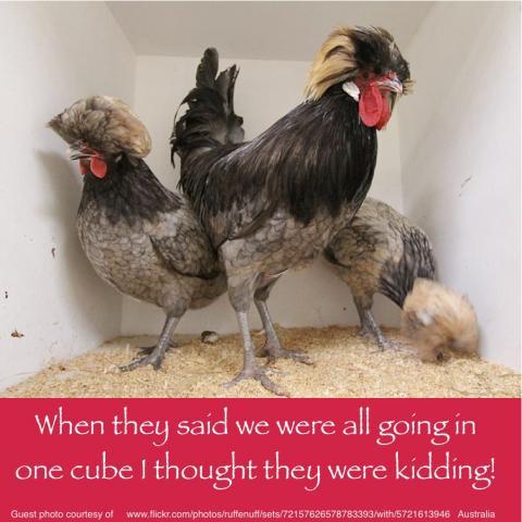 64832_september_2_2011_workday_chicken.jpg