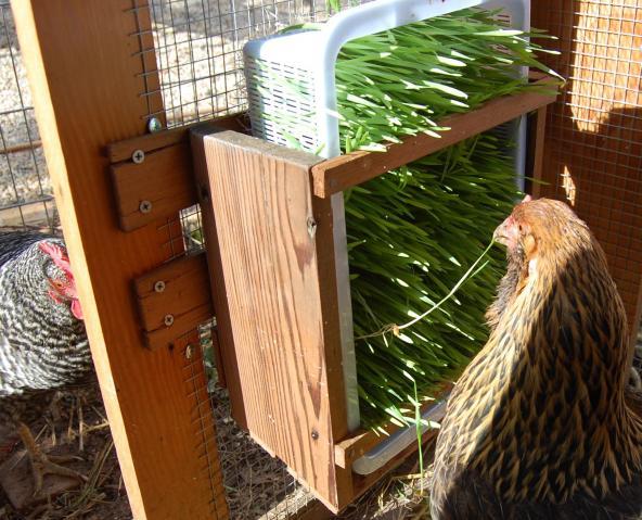 64832_sprout_feeder_2.jpg