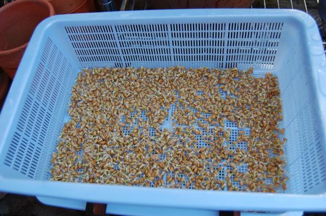 Wheat sprout feeder | BackYard Chickens - Learn How to Raise Chickens