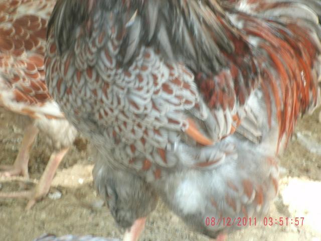 64882_gedc0021.jpg