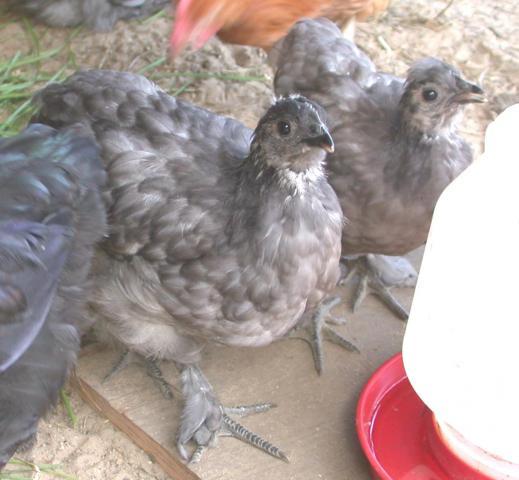 64906_ziprocket9-1-10.jpg
