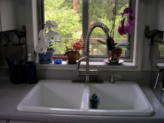 64917_orchids.jpg