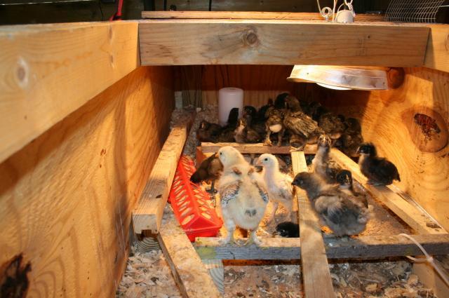 64928_brooder10.jpg