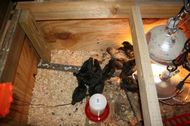 64928_brooder6.jpg