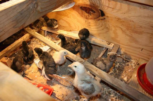 64928_brooder8.jpg