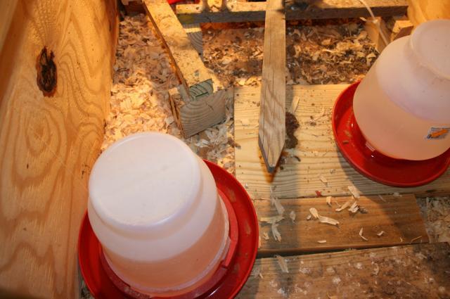 64928_brooder9.jpg
