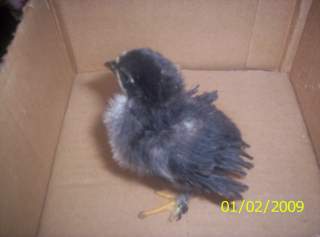 6494_chick_or_roo_001.jpg